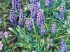 Grape Hyacinths and Periwinkle