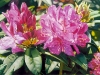 Pink Rhododendron