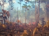 "Fire in the Pines, Big Cypress #1"