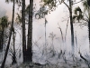 "Fire in the Swamp #1"