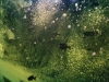 "Green Orange Grove"
