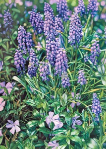 "Grape Hyacinths and Periwinkle" Watercolor on paper, 54" x 42"