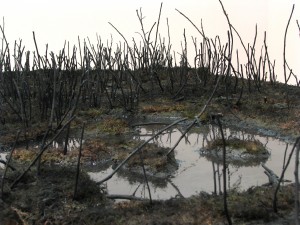 "Landscape Section: Marsh" (detail) 2009, mixed media, dimensions variable